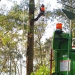 Cutting Edge Tree Maintenance - photo 5