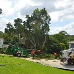 Cutting Edge Tree Maintenance - photo 6