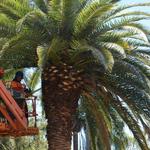 Cutting Edge Tree Maintenance - photo 7