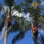 Cutting Edge Tree Maintenance - photo 8