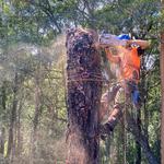 Cutting Edge Tree Maintenance - photo 10
