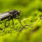 Protective Pest Management - photo 3