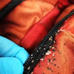 Protective Pest Management - photo 4