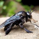 Protective Pest Management - photo 5