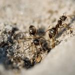 Protective Pest Management - photo 6