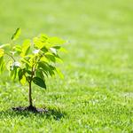 Kalispell Tree Care - photo 1