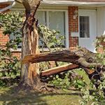 Kalispell Tree Care - photo 2