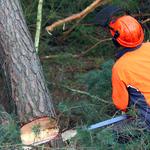 Kalispell Tree Care - photo 5