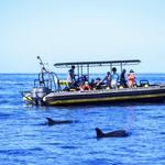 Kona Snorkeling Tours - photo 2
