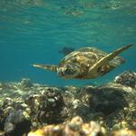 Kona Snorkeling Tours - photo 3