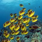 Kona Snorkeling Tours - photo 4