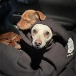 Waggles Pet Care - photo 1