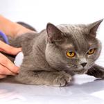 The Animal Clinic, P.C. - photo 1