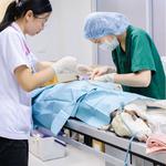 The Animal Clinic, P.C. - photo 2