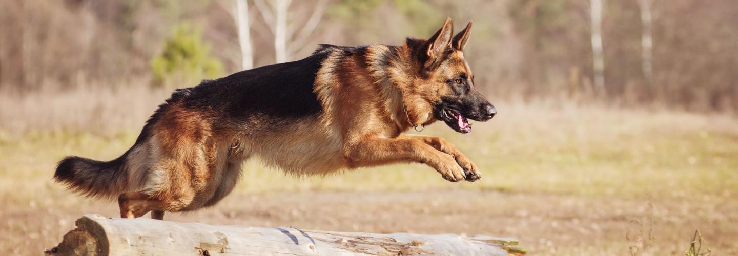 DZL German Shepherd K9 cover photo