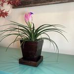 Stand With Nature - photo 1