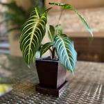 Stand With Nature - photo 4