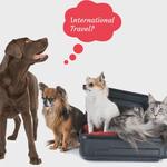 International Dog Travel | International Pet Transport - photo 1