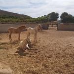 Luxury Listings Spain - photo 5