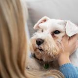 5sgroomingproducts - Pets in New York