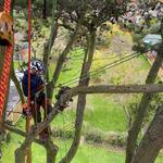 Tree Surgeon in Chesterfield - photo 1