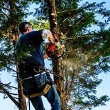 Elagage et Abattage Saint Laurent du Var - Tree Services in St-Laurent-du-Var