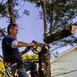 Elagage et Abattage Marcq-en-Baroeul - Tree Services in Lille