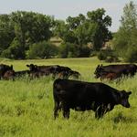 Dark Corner Cattle - photo 1