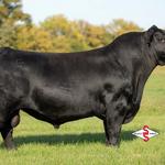 Dark Corner Cattle - photo 3