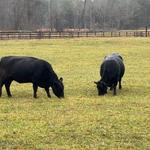 Dark Corner Cattle - photo 4