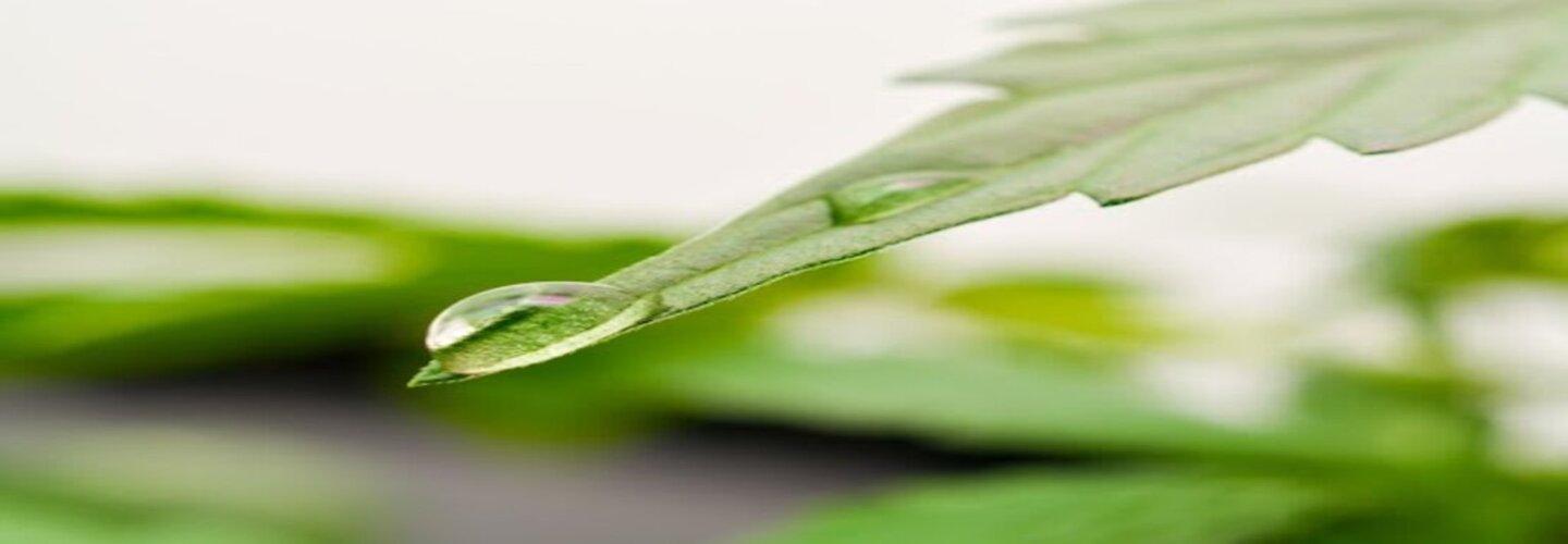 The Green Ace cover photo