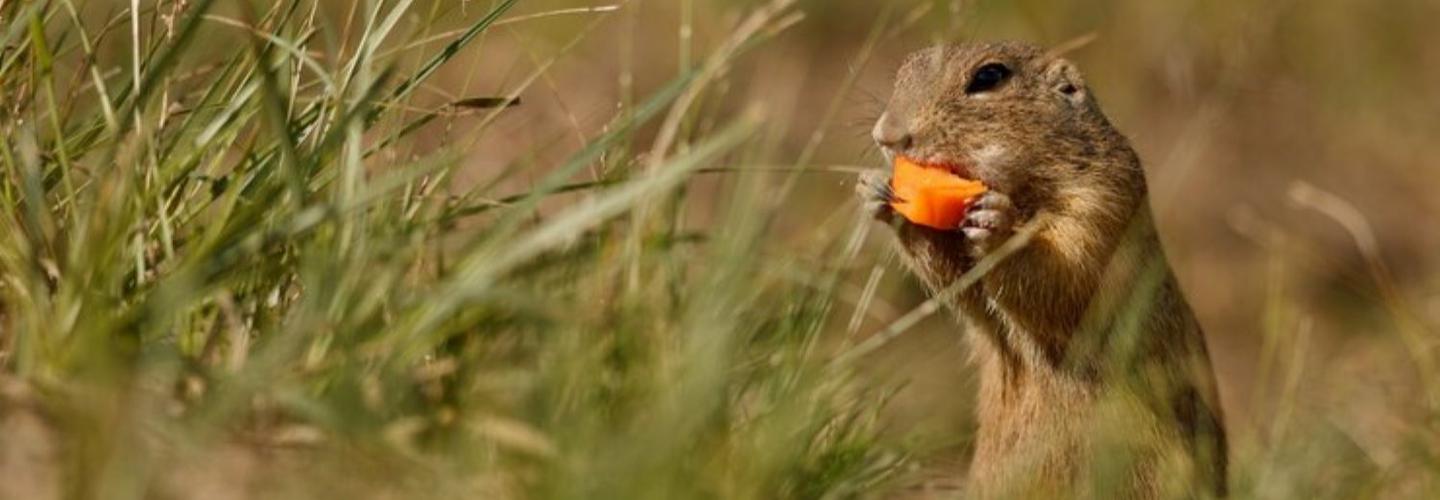 Habitat Protection Pest Control	 cover photo