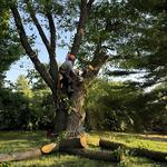 Rapid Tree Care - photo 2