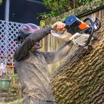 Rapid Tree Care - photo 4