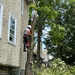 Rapid Tree Care - photo 5