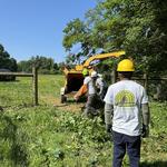 Rapid Tree Care - photo 6
