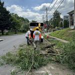 Rapid Tree Care - photo 7