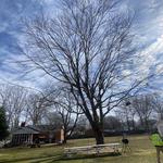 United Tree Care LLC - photo 1