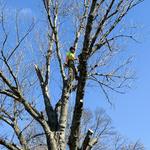 United Tree Care LLC - photo 4