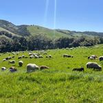 Sinton & Sons Local Meats and Provisions - photo 1