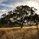 Sinton & Sons Local Meats and Provisions - photo 2