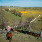 Sinton & Sons Local Meats and Provisions - photo 4