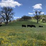 Sinton & Sons Local Meats and Provisions - photo 5