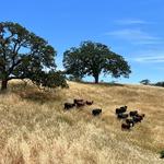 Sinton & Sons Local Meats and Provisions - photo 7