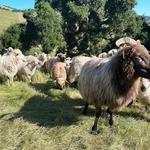 Sinton & Sons Local Meats and Provisions - photo 9