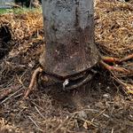 Greenbrier Tree Experts - photo 3