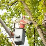 Simon’s La Vergne​ ​Tree Service - photo 3