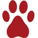 household dog - Pets in New York