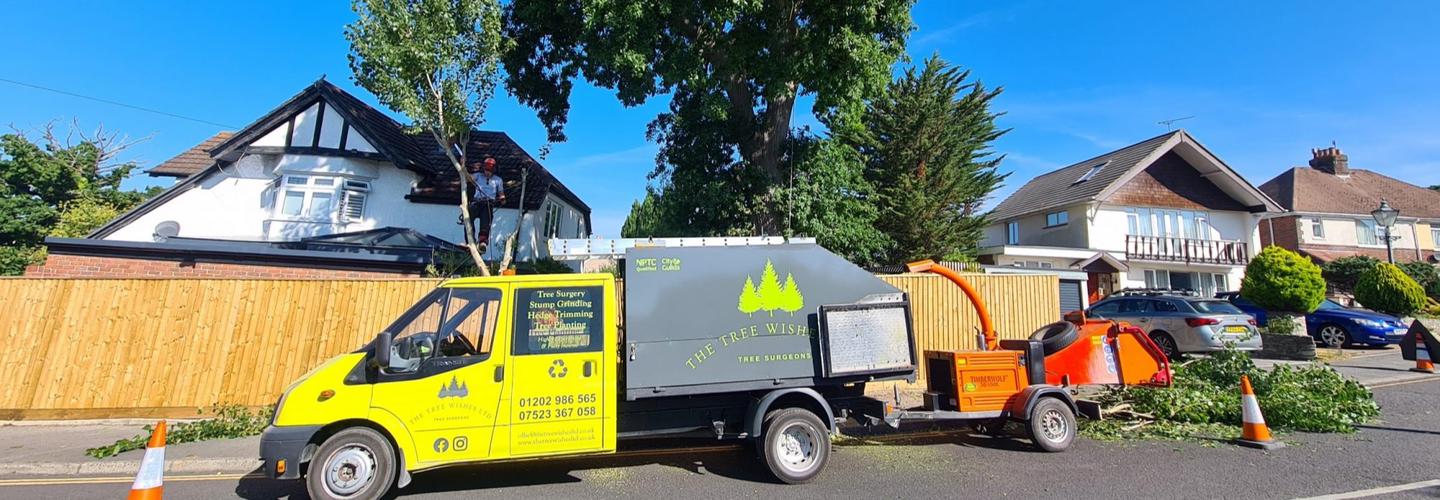 The Tree Wishes LTD cover photo