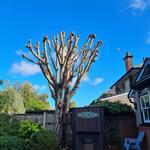 The Tree Wishes LTD - photo 1